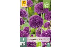 Allium Purple Sensation Hollandicum   x 5
